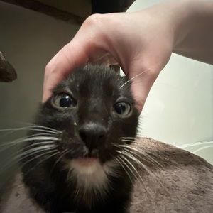 Meet your Posher, Amelia